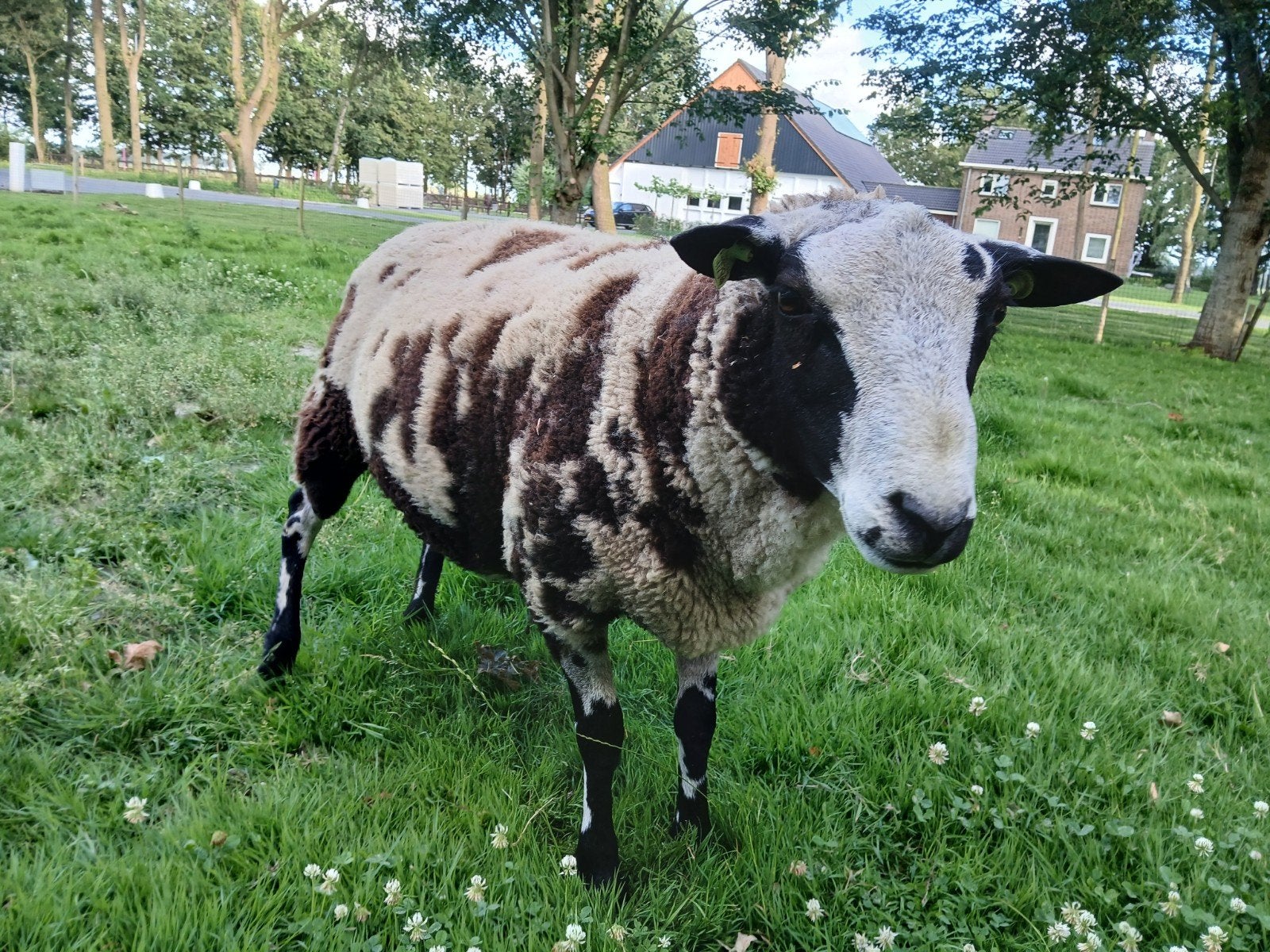 Rammen te koop, Dieren en Toebehoren, Mannelijk, Schaap