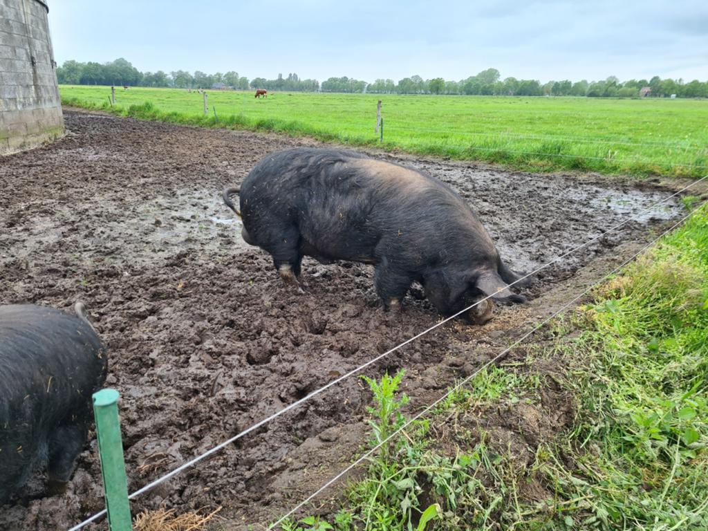 Te koop: Berkshire fokbeer en biggen, Dieren en Toebehoren, Meerdere dieren, Varken