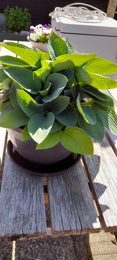 Grote Hosta in pot - Ideaal voor schaduwrijke plekken, Tuin en Terras, Vaste plant, Halfschaduw, Zomer, Ophalen