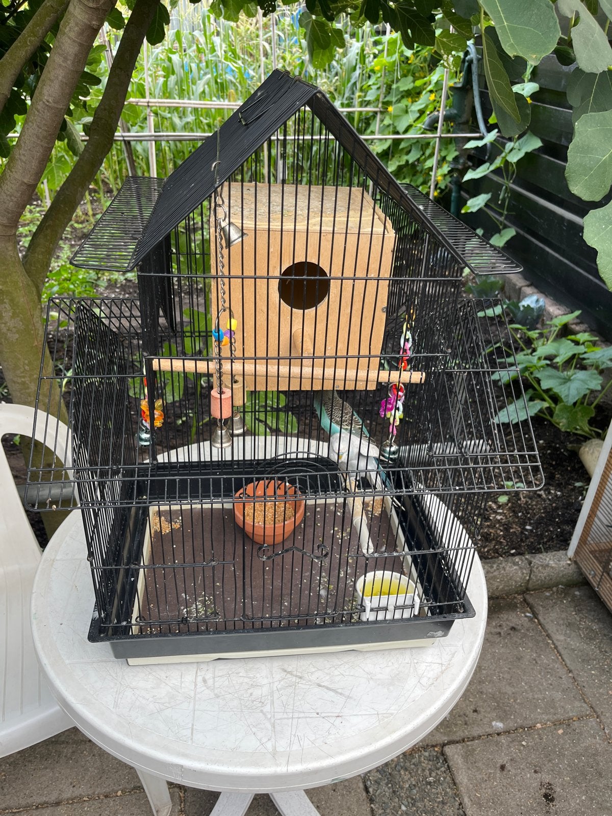 2 Grasparkieten met kooi, Ophalen of Verzenden, Zo goed als nieuw, Metaal, Vogelkooi