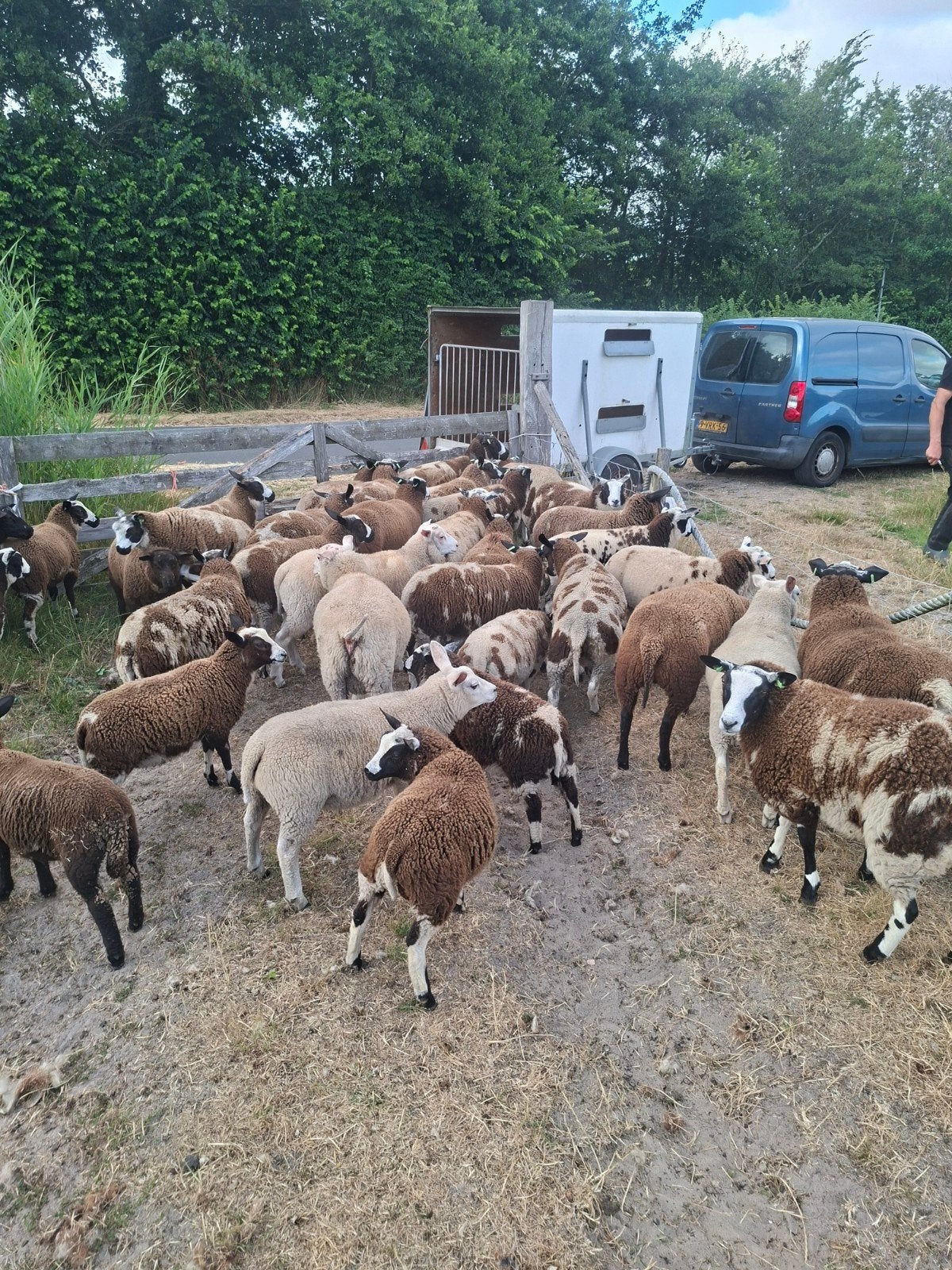 7 schapen en 37 lammeren, Meerdere dieren, Schaap