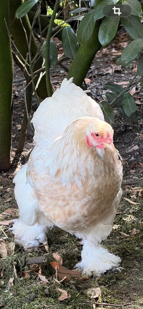 Trio Brahma groot, Dieren en Toebehoren, Pluimvee, Meerdere dieren, Kip