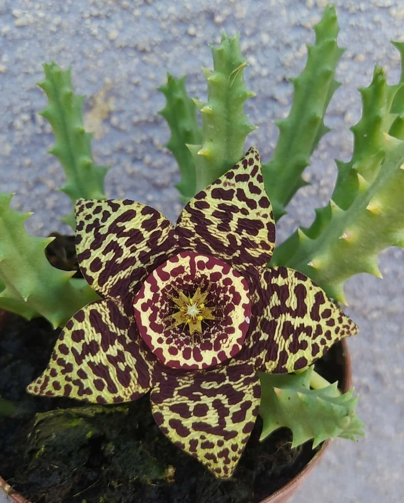Stapelia orbea variegata, eigen kweek, Ophalen of Verzenden, Volle zon, Overige soorten, Minder dan 100 cm