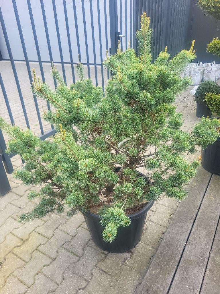 Pinus parv.negishi, Tuin en Terras, Bloeit niet, Overige soorten, Minder dan 100 cm, Ophalen