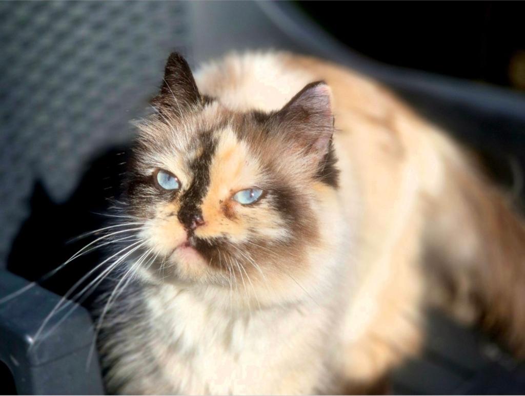 Super mooie kitten, Kater, Gechipt