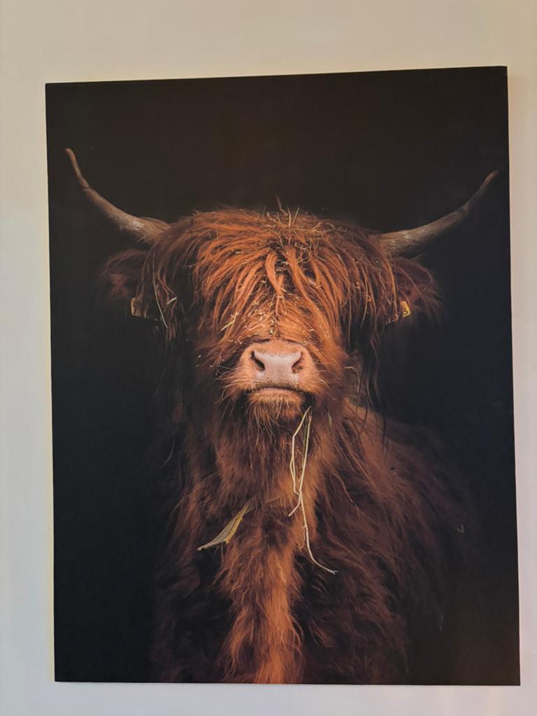 Schilderij Schotse Hooglander/Buffel, Ophalen, Zo goed als nieuw, Schilderij, Minder dan 50 cm
