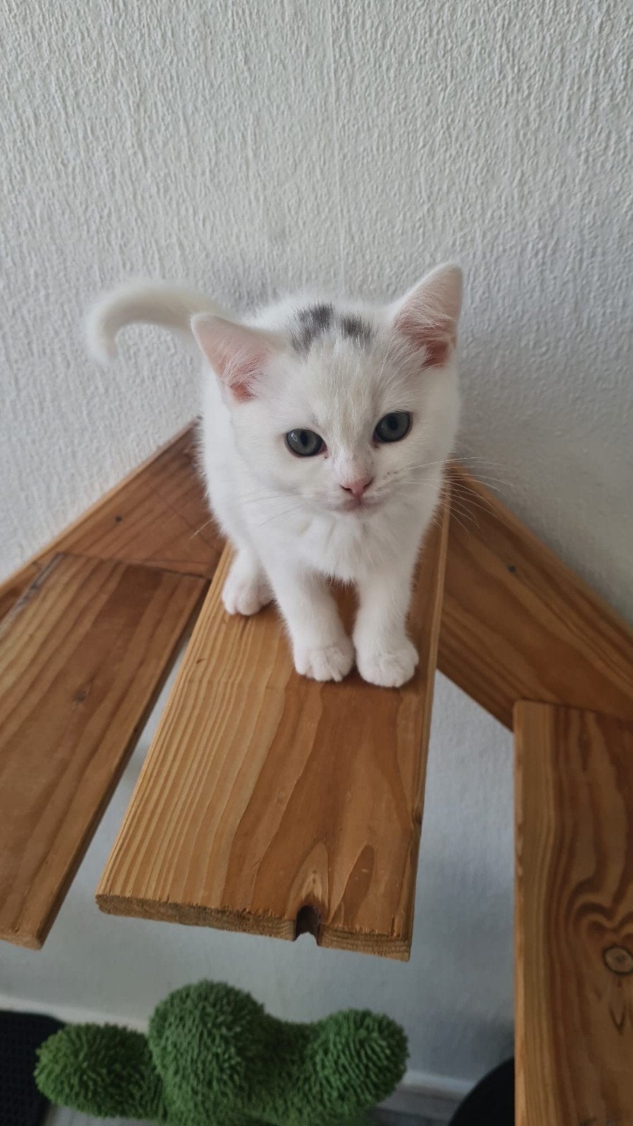 Mooi en schattig Ragdoll kitten te koop, Poes