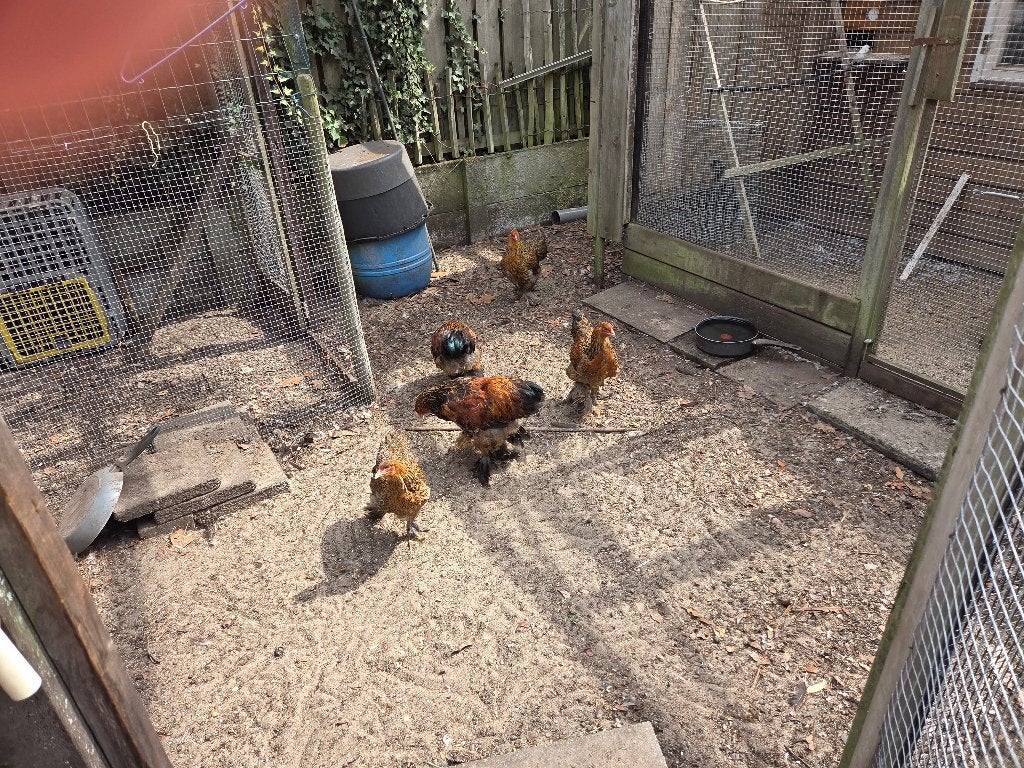 Mooie Bramha kippen, Meerdere dieren, Kip