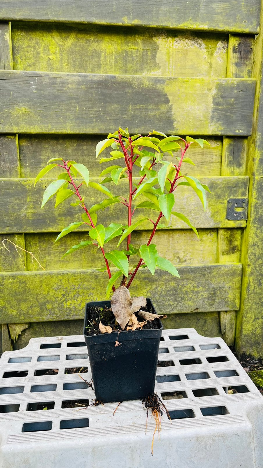 Portugese laurier in potten, Tuin en Terras, Ophalen, Laurier, Haag, Minder dan 100 cm
