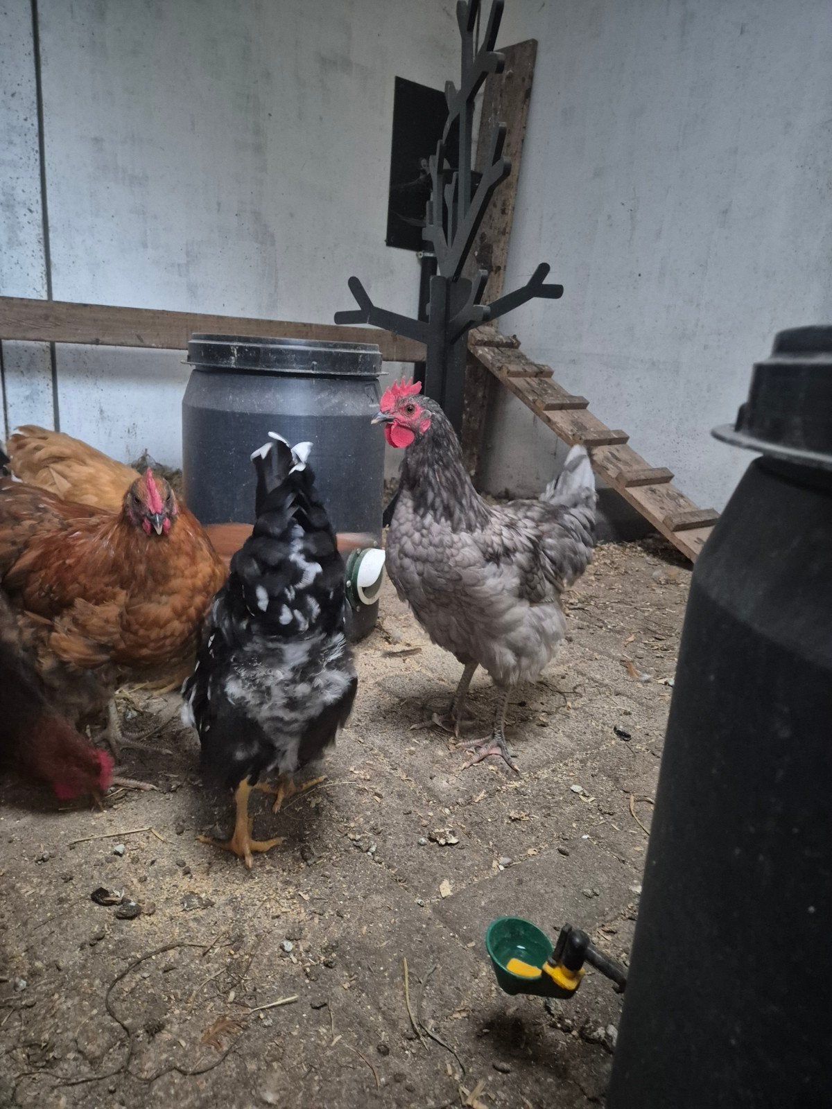 5 orpington hanen verschillende kleuren, Dieren en Toebehoren, Pluimvee