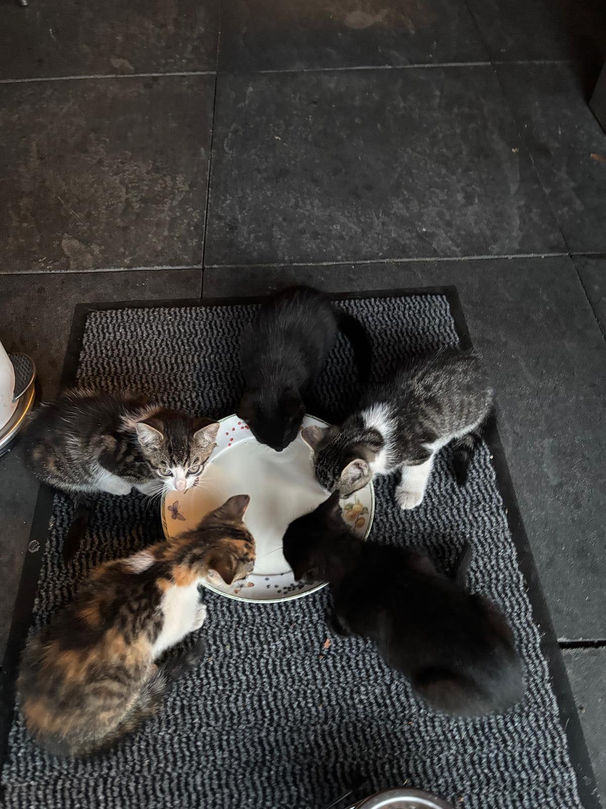 Te koop, 5 mooie kittens, 10 weken oud