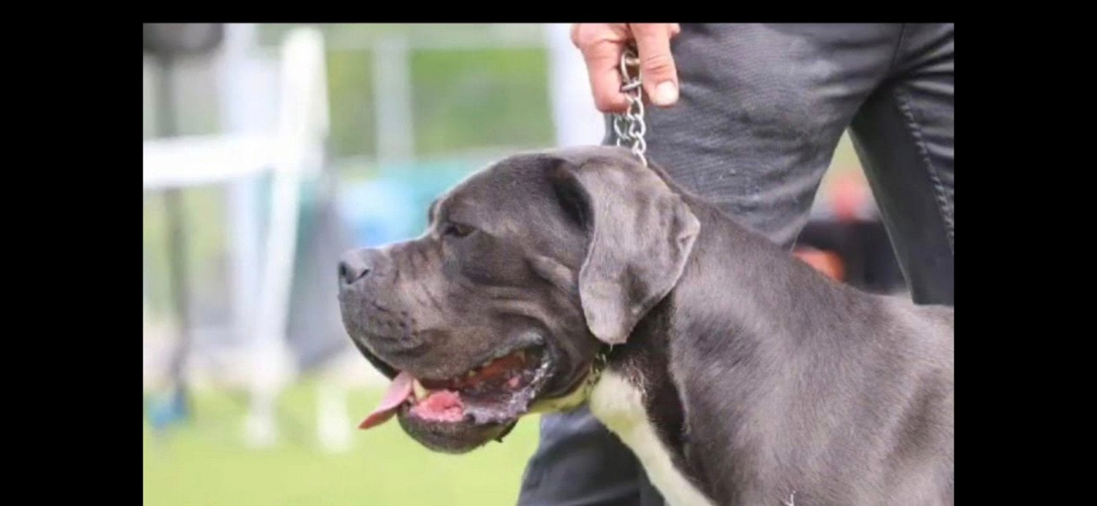 Cane Corso reu, 6 jaar of ouder, Eén hond, Nederland, Particulier