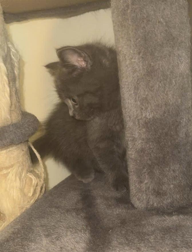 Britse korthaar kittens, Dieren en Toebehoren, Katten en Kittens | Raskatten | Korthaar, Meerdere dieren, Ontwormd