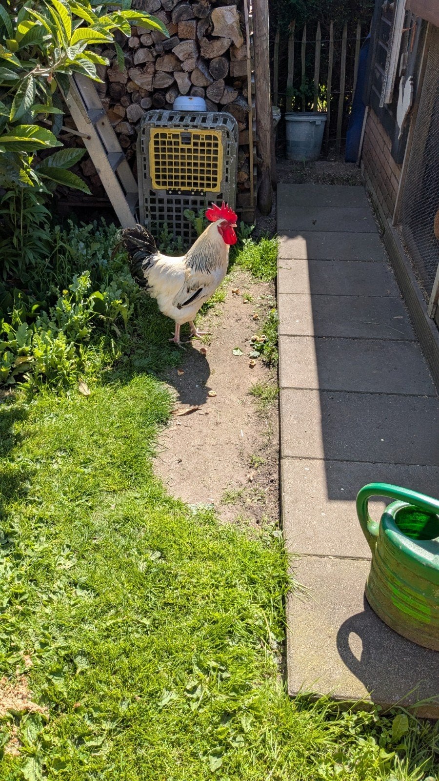 Prachtige Sussex fokhaan  jos, Dieren en Toebehoren, Mannelijk, Kip