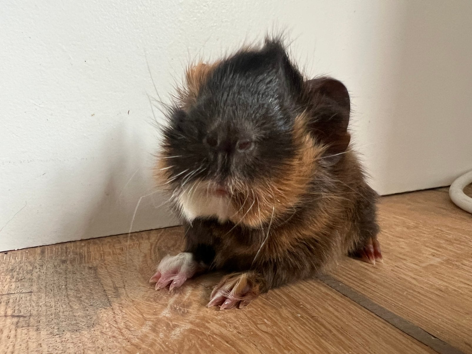 Peruvian cavia beertje, Cavia, Mannelijk, Tam, September