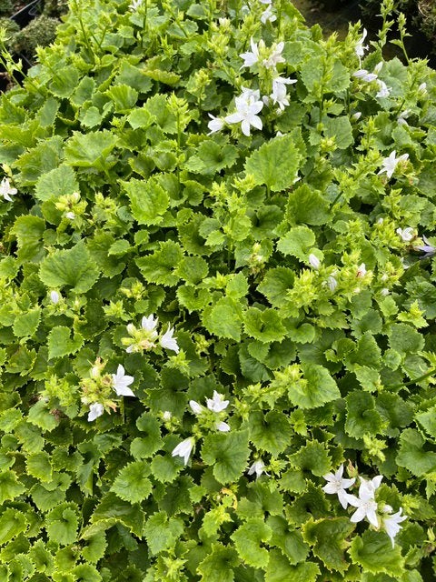 Campanula posch.E.H.Frost, Ophalen, Bodembedekkers, Volle zon, Vaste plant