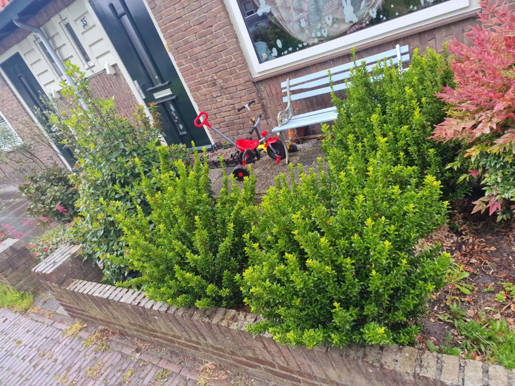 Gratis 3 gezonde boompjes zsm voor wie al eerst kan ophalen, Ophalen of Verzenden, Overige soorten, Minder dan 100 cm