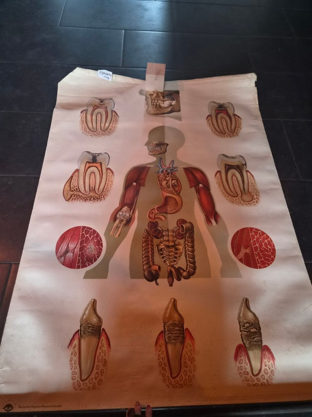 Schoolplaten biologie, Ophalen, Natuur en Biologie