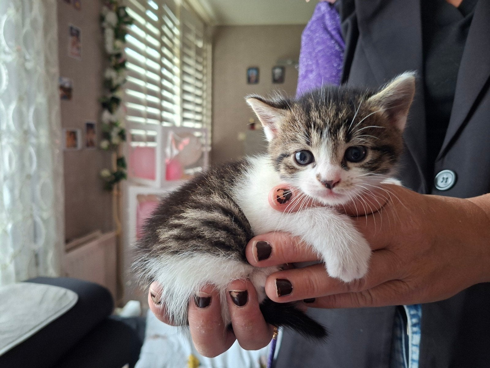 Hele lieve kittens, Meerdere dieren