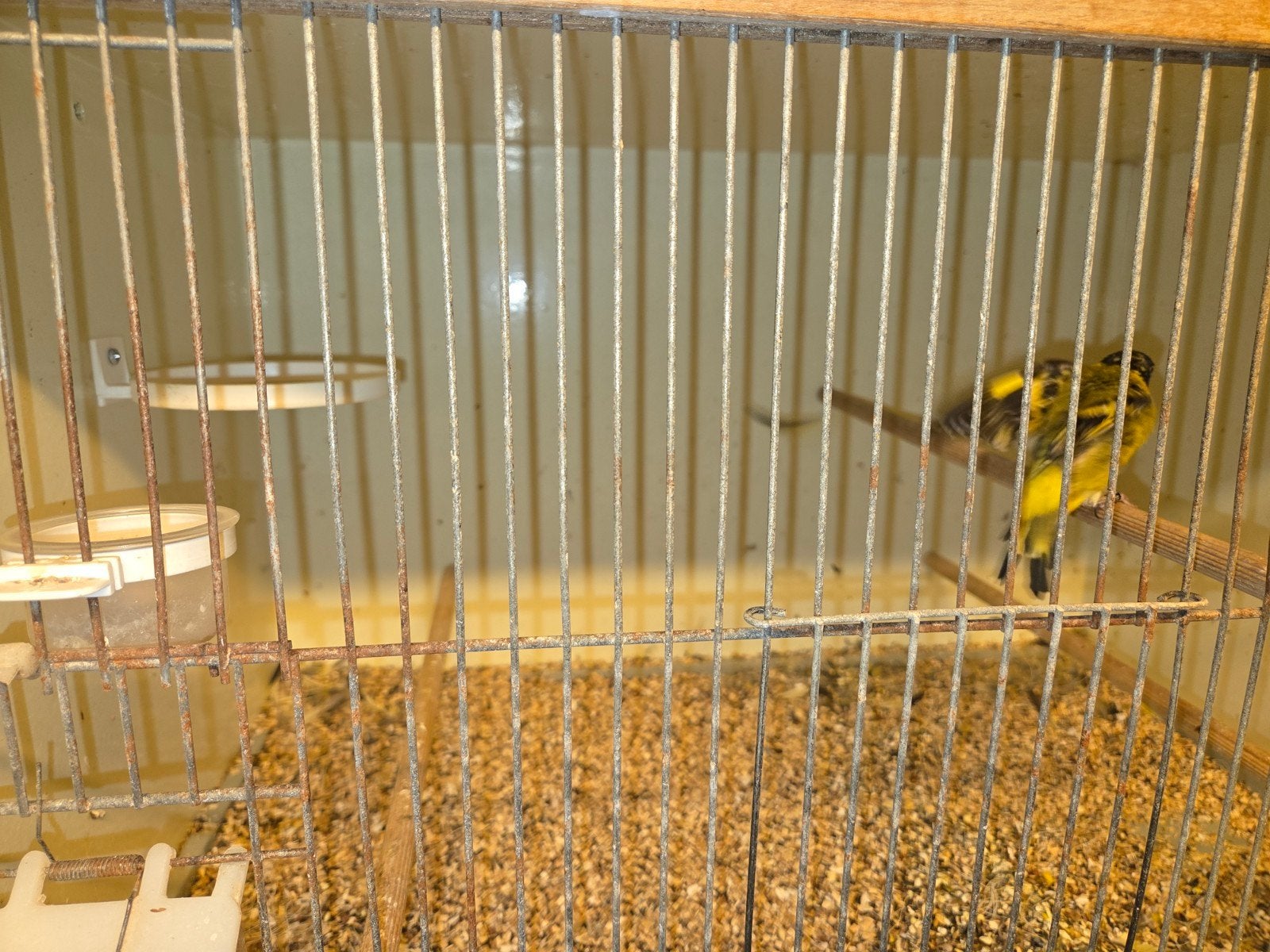Zwartkopsijs 2x koppel, Meerdere dieren