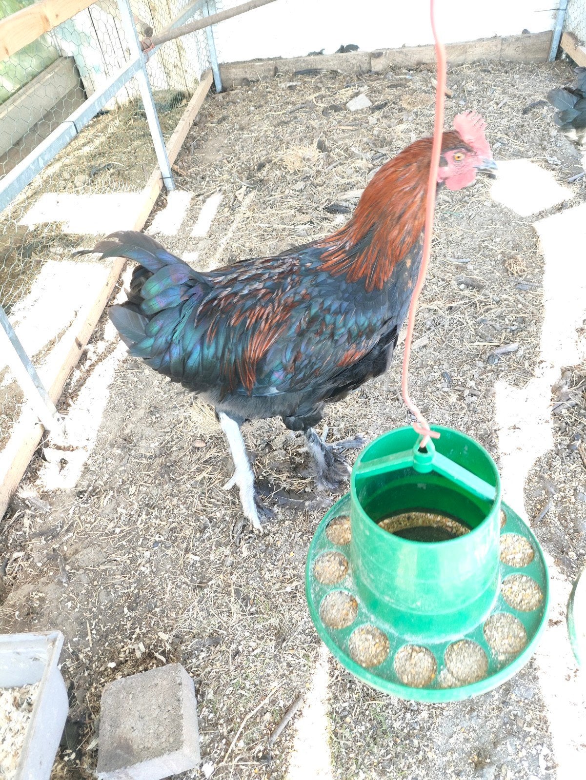 marans haan, Dieren en Toebehoren, Mannelijk, Kip