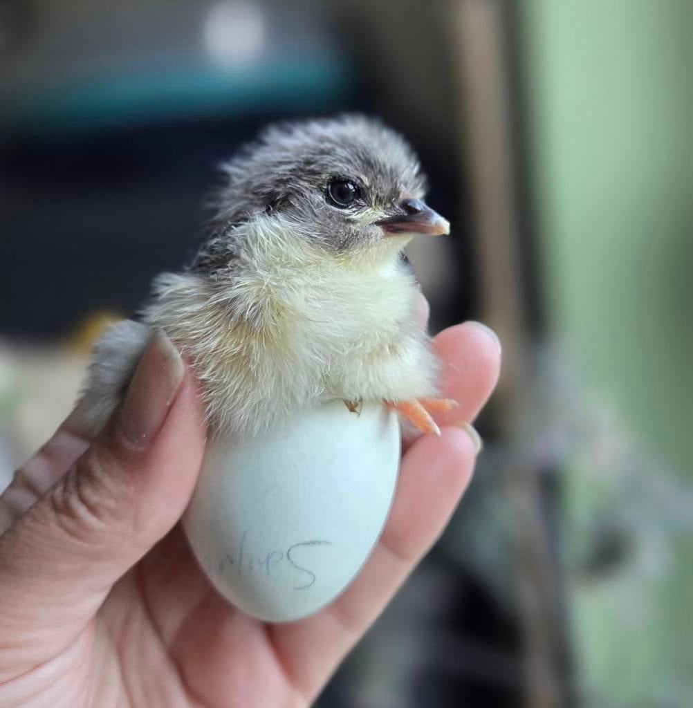 Kleurlegger kuikens, Dieren en Toebehoren, Pluimvee, Meerdere dieren, Kip