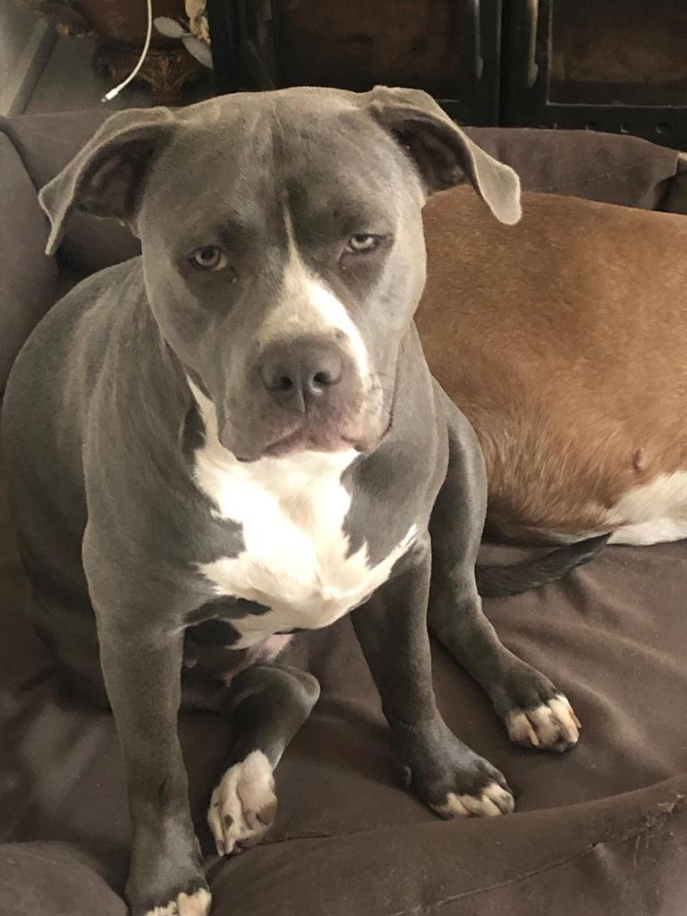 Lieve bully xl, Dieren en Toebehoren, Parvo, Overige rassen, Teef, Eén hond