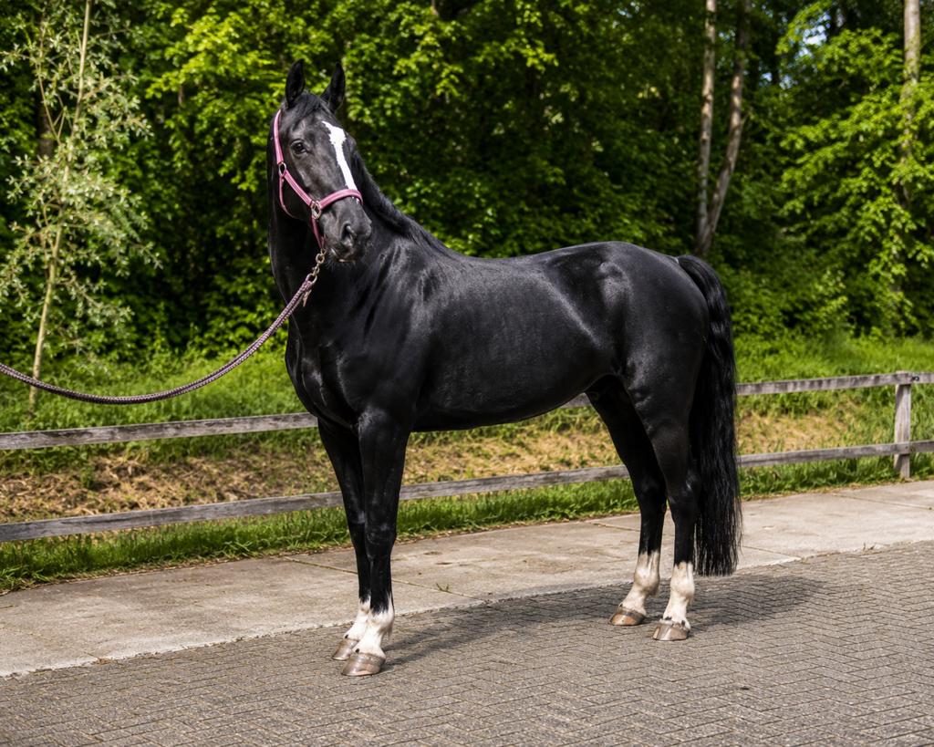 KWPN tuigpaard merrie | 1.72 m | Kane x Ulandro | 5 jaar, Dieren en Toebehoren, Paarden, Merrie, Met stamboom, Niet van toepassing