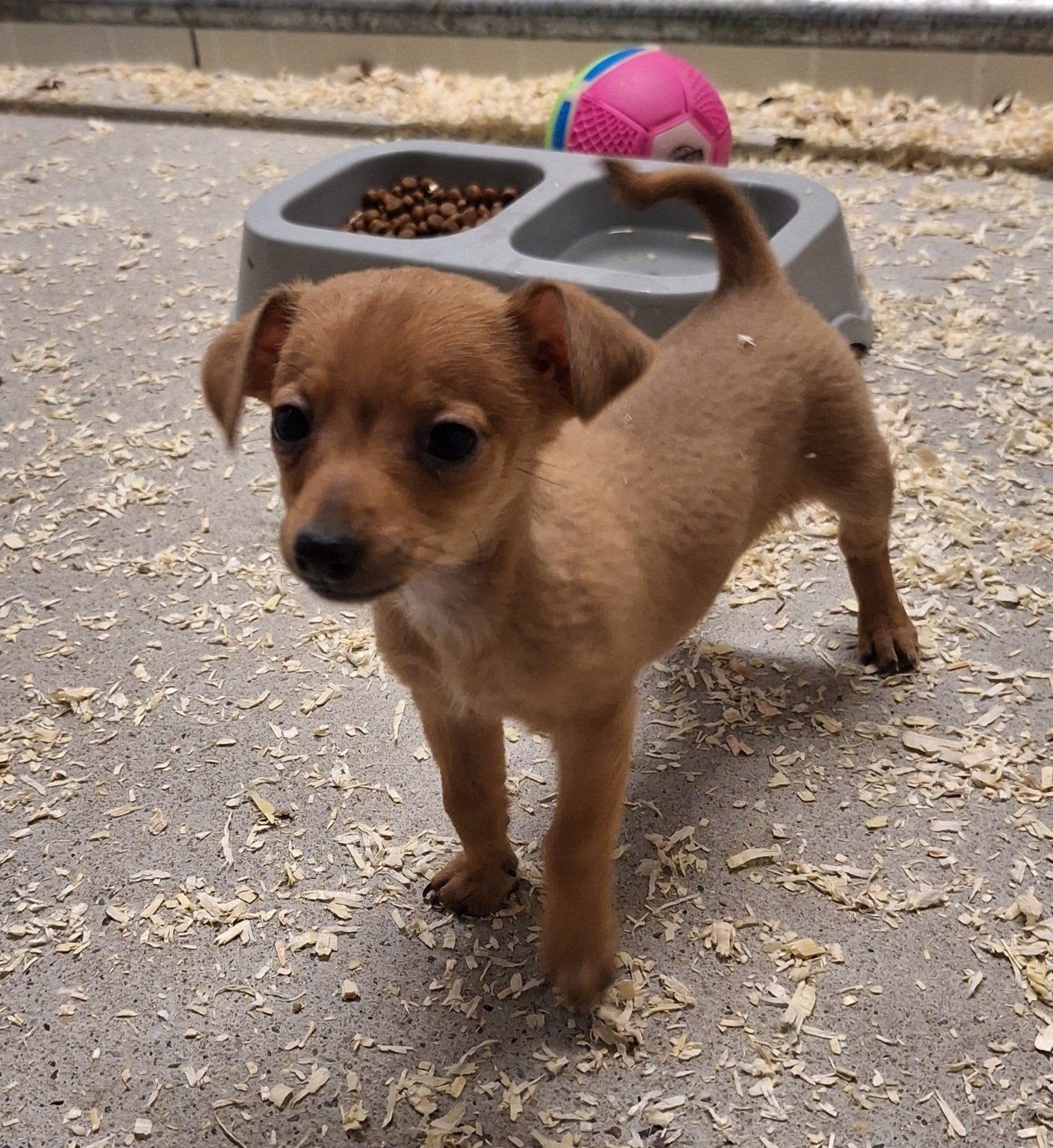 pincher pups, Dieren en Toebehoren, België, Particulier, Overige rassen, CDV (hondenziekte)