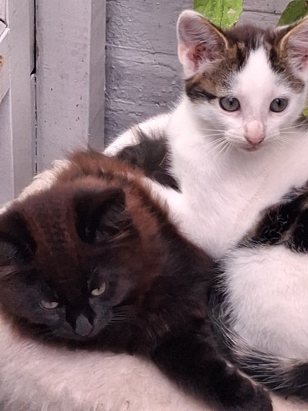 kortharig kitten, 0 tot 2 jaar