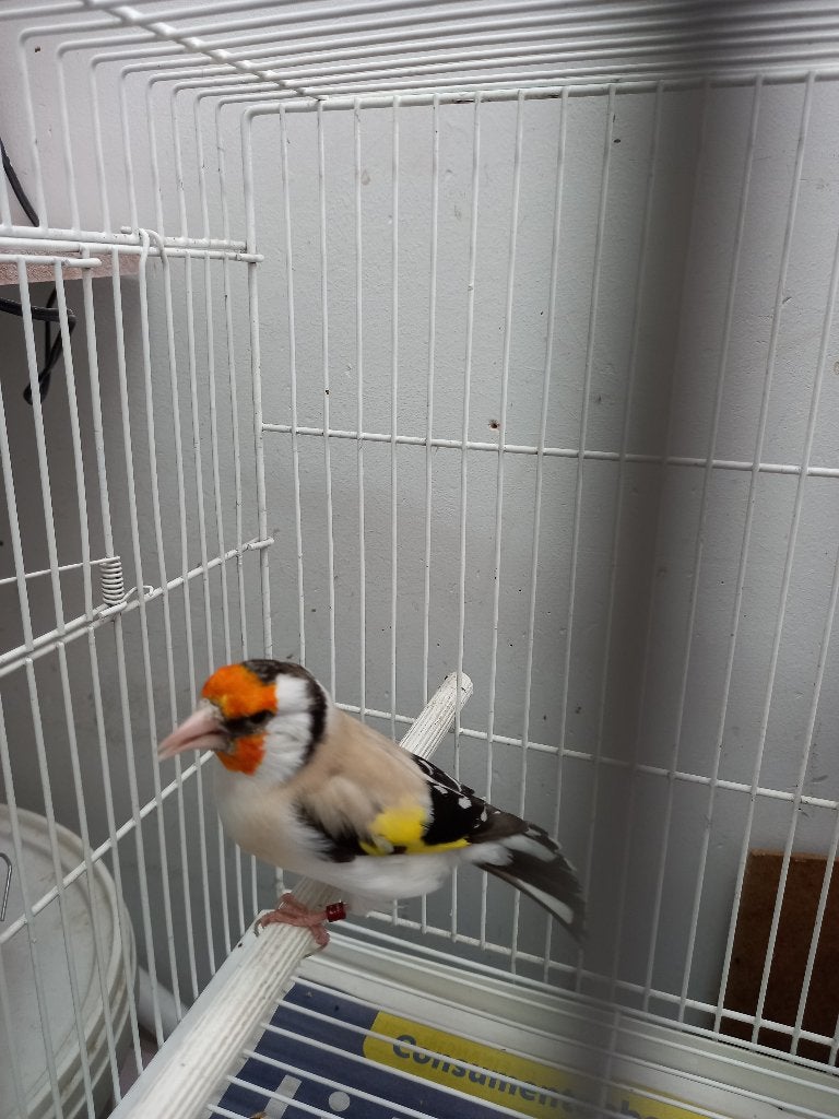 MAJOOR PUTTERS, Meerdere dieren, Wildzangvogel, Geringd