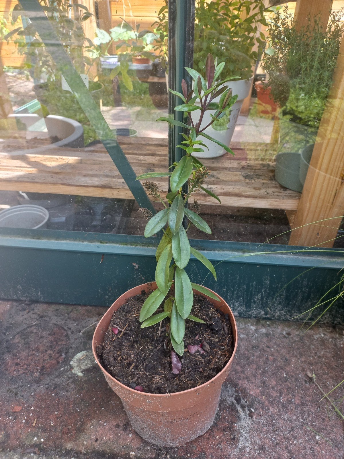 Hebe stek 2 jaar oud - Alleen afhalen €4, Tuin en Terras, Volle zon, Vaste plant, Zomer, Ophalen