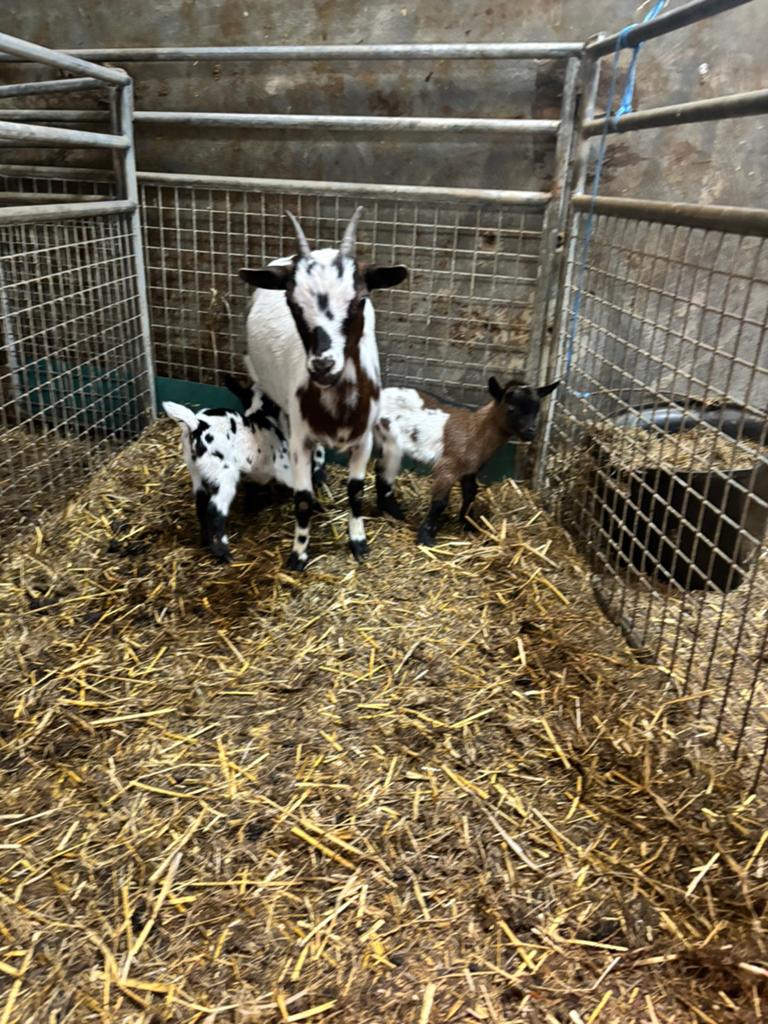 Dwerggeit met 2 lammetjes, Dieren en Toebehoren, Schapen, Geiten en Varkens, Vrouwelijk, Geit