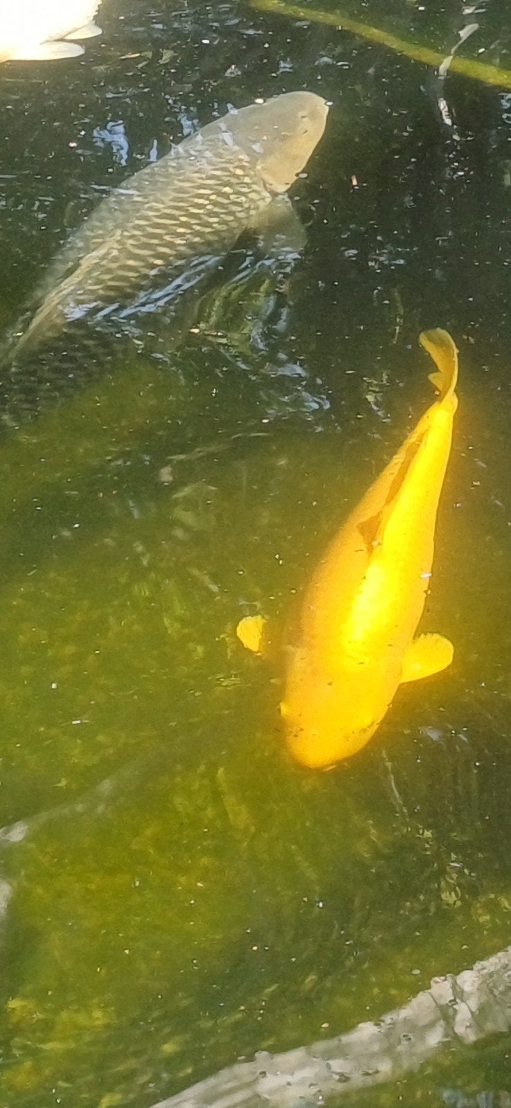 Karashigoi, kweker Yamazaki, 50/55 cm, Dieren en Toebehoren, Karper of Koi