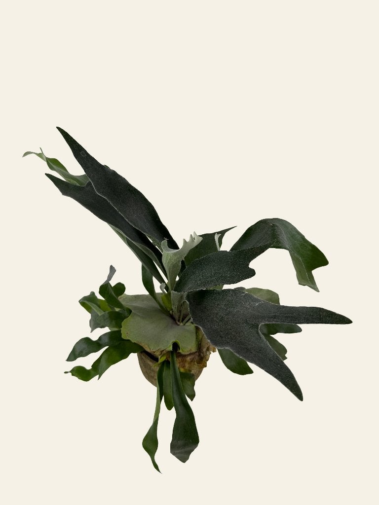Hertshoornvaren- Platycerium, Ophalen of Verzenden, In pot, Halfschaduw, Minder dan 100 cm