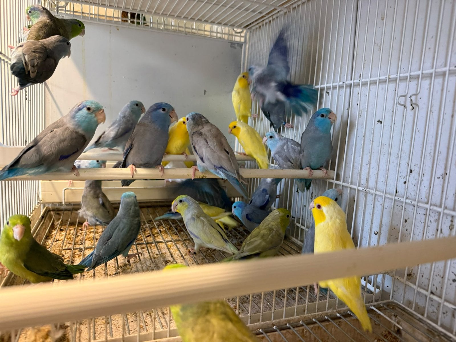 Alle kleuren forpus coelestes, Meerdere dieren, Dwergpapegaai of Agapornis, Geringd