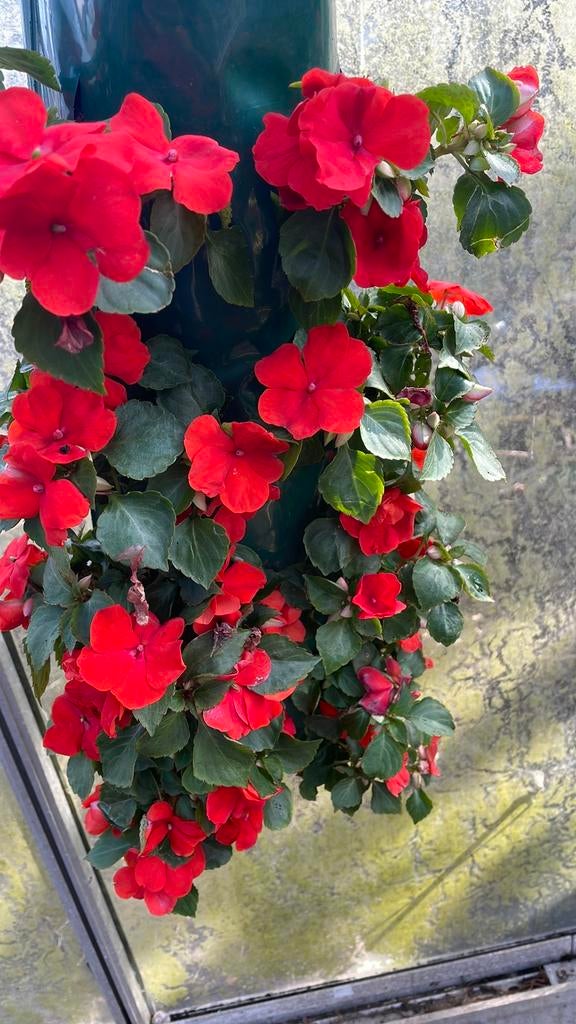 plantzakken : Petunia',s Begonia's en Vlijtig liesje, Volle zon, Eenjarig, Zomer, Ophalen