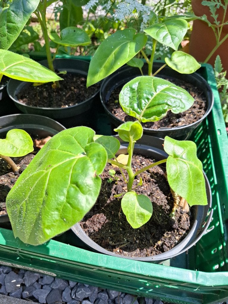 Tamarillo boomtomaat (geel), Ophalen, Minder dan 100 cm, Overige soorten, Volle zon