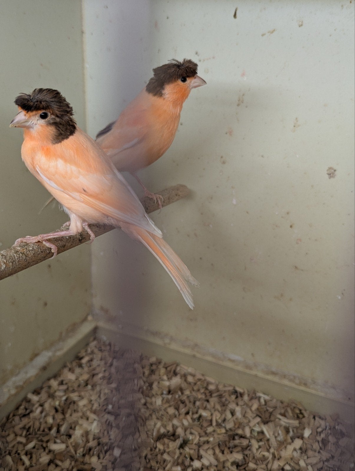 Portugese Harlekijn kanaries, Meerdere dieren, Kleurkanarie