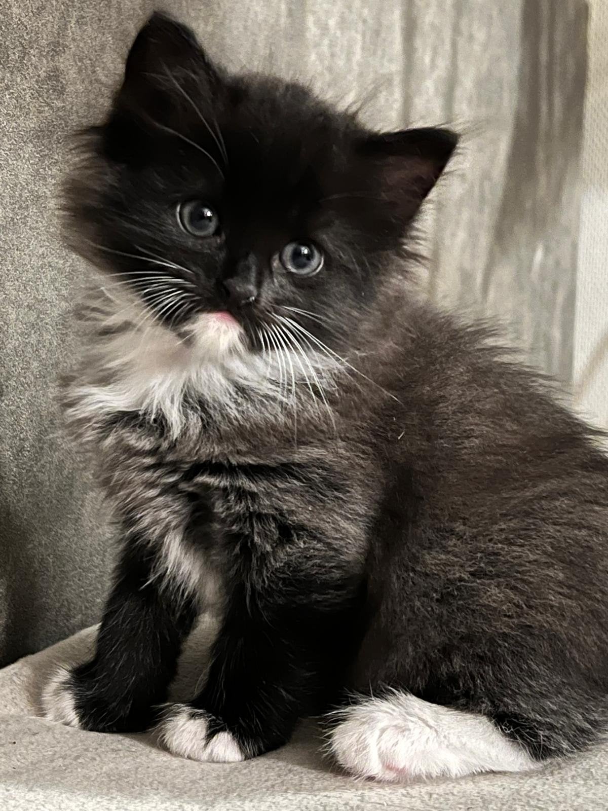 zwart langharig katertje, Kater, Ontwormd, 0 tot 2 jaar