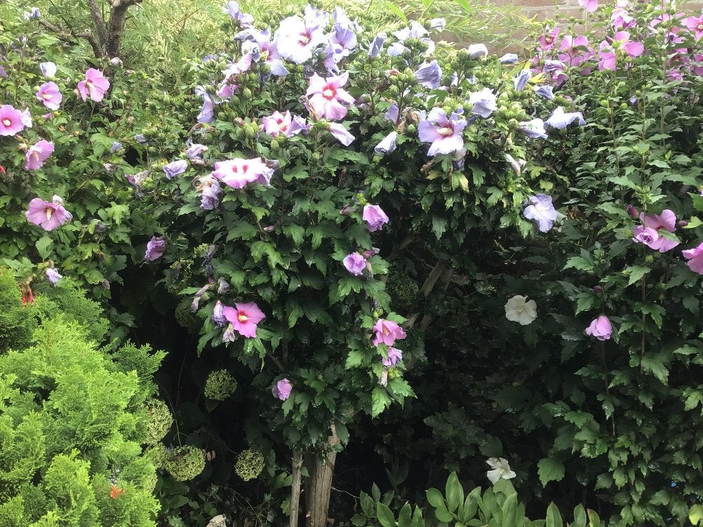 Hibiscus boompjes en struiken. Alles van eigen tuin., Tuin en Terras, Planten | Bomen, Overige soorten, Minder dan 100 cm, Zomer