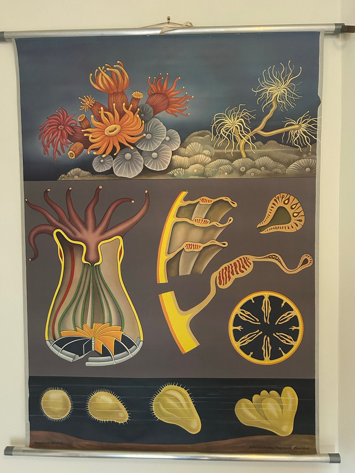 Schoolplaat van Anemoon door Jung-Koch-Quentell, Ophalen of Verzenden, Natuur en Biologie