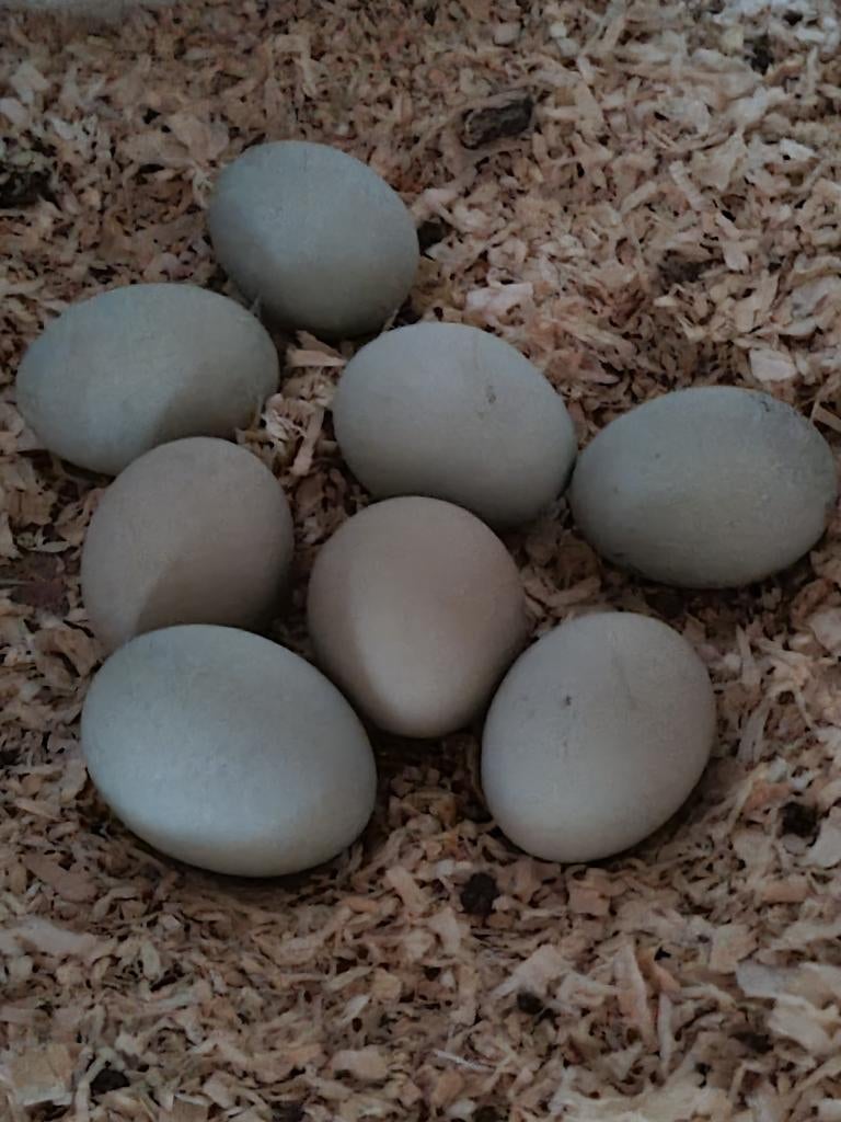 Broedeieren Araucana Groenlegger broed eieren, Dieren en Toebehoren, Pluimvee, Kip, Geslacht onbekend