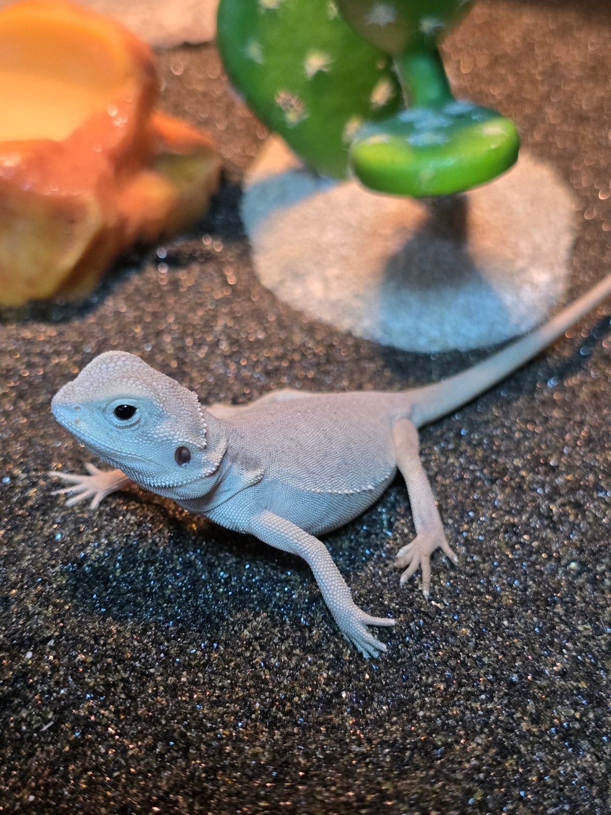 Baardagaam Zero leatherback nk 2026 Bearded Dragon - unknown for sale from Lost Treasures
