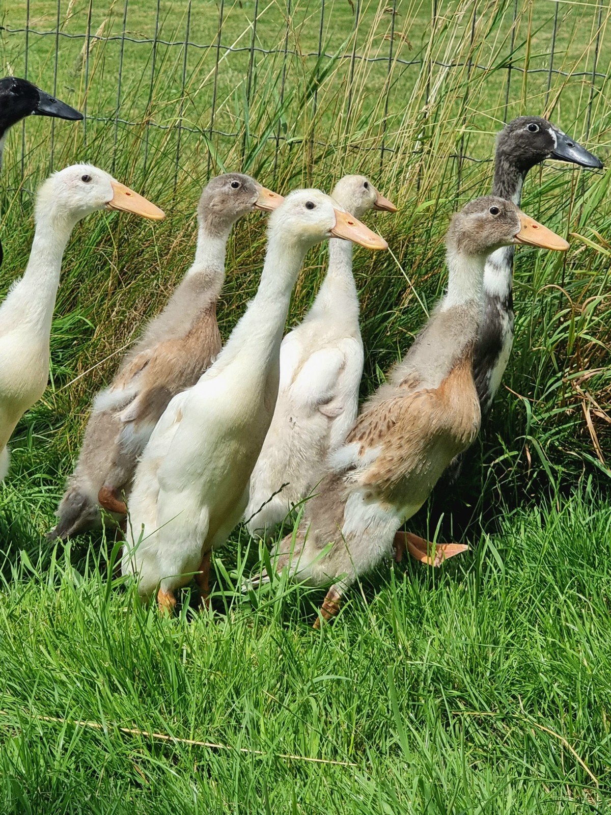 Indische loopeenden vrouwen, Dieren en Toebehoren, Pluimvee, Vrouwelijk, Eend