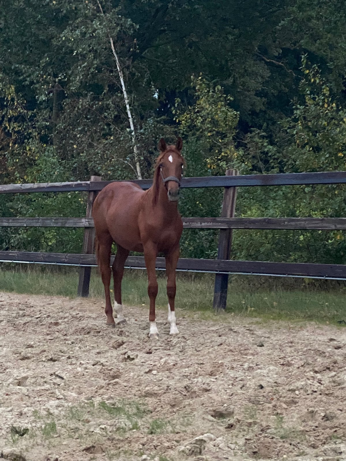 2 lieve jaarlingen en kwaliteitsvolle 2 jarige zwarte merrie, Dieren en Toebehoren, Met stamboom, Niet van toepassing, Dressuurpaard
