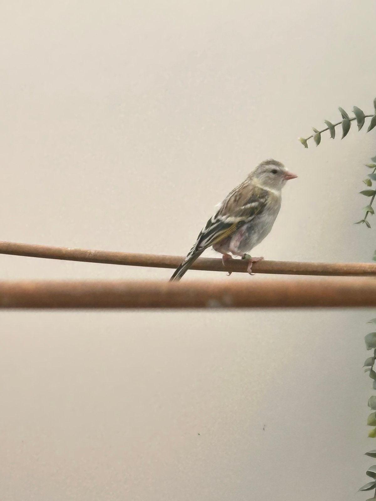 Twee jonge putter bastaarden, Dieren en Toebehoren, Vogels | Overige Vogels, Geslacht onbekend, Wildzangvogel, Geringd