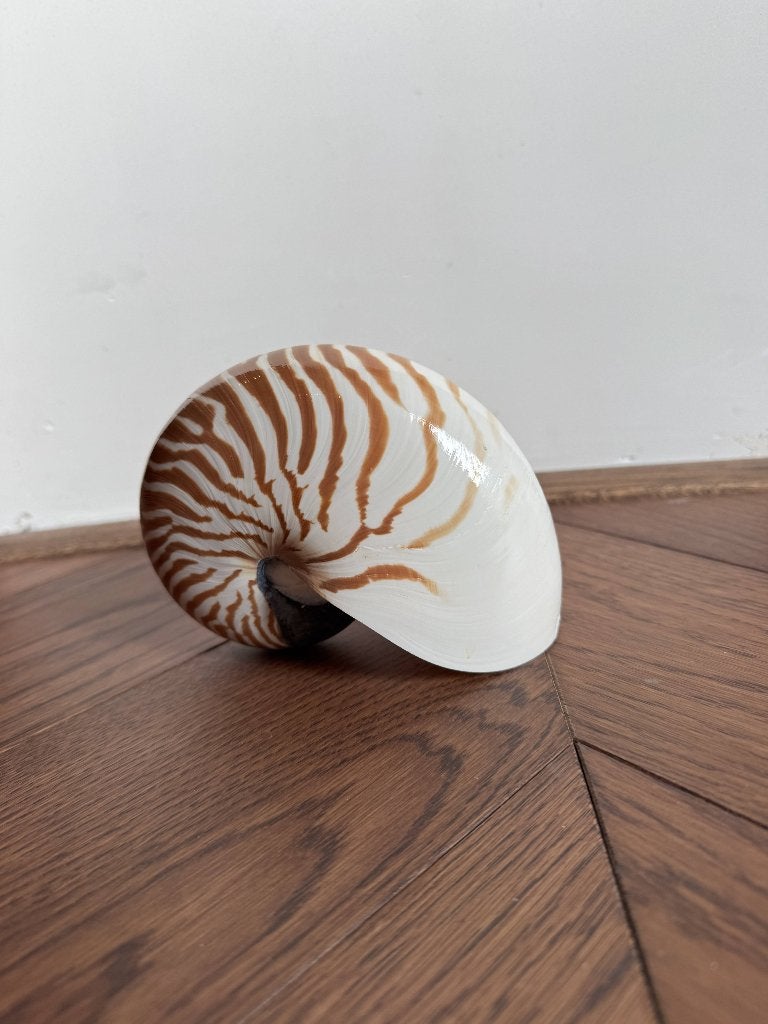 Mooie Nautilus schelp, Ophalen of Verzenden, Schelp(en)