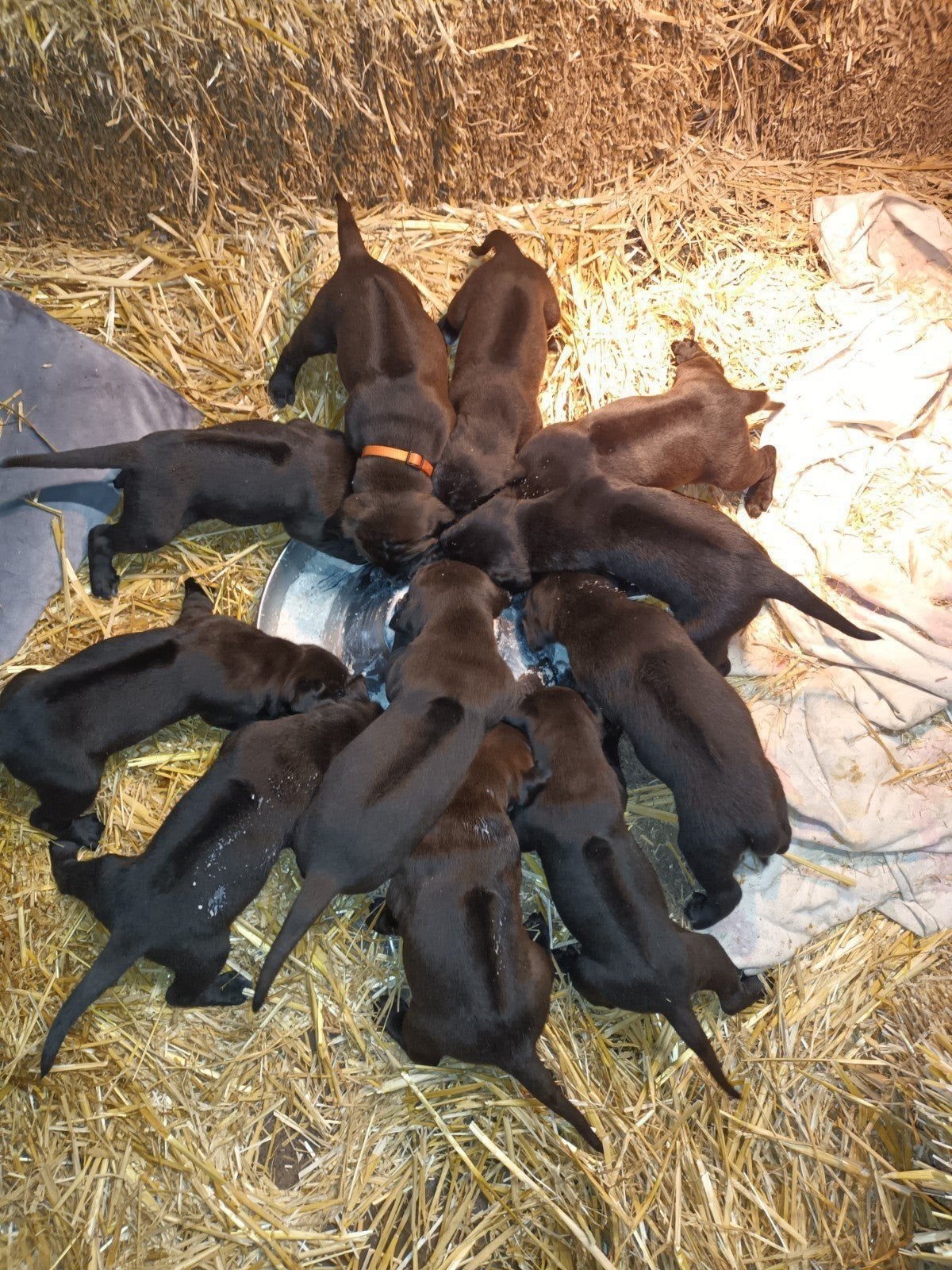 Rhodesian Ridgeback x Labrador Retriever pups, 8 tot 15 weken, Labrador retriever, Meerdere, Meerdere dieren