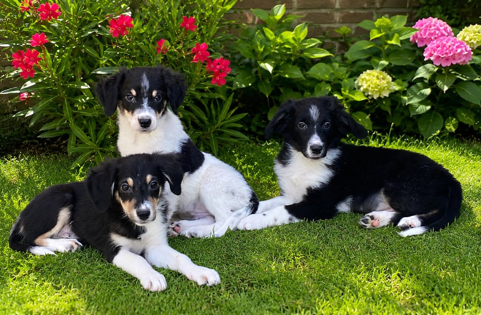 Prachtige BORDER COLLIE x FRIESE STABIJ pups, Parvo, Nederland, 8 tot 15 weken, Meerdere